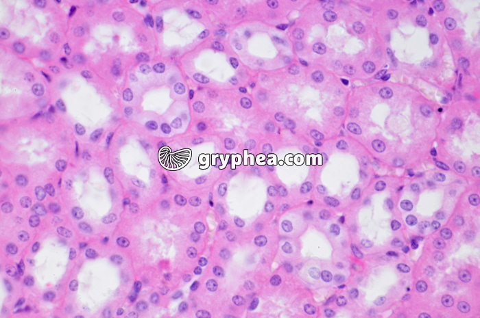 Epithelium unistratifié Rein Singe x160 - gryphea.org
